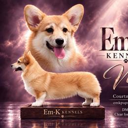 Vixen - Pembroke Welsh Corgi