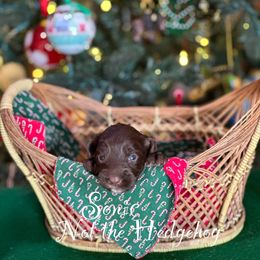 Australian Labradoodle Puppies from Sandcastle Labradoodles