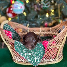 Australian Labradoodle Puppies from Sandcastle Labradoodles