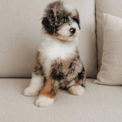 Shep - Blue merle male Aussiedoodle puppy in Inman, South Carolina from Dark Corner Doodles