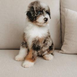 Shep - Blue merle male Aussiedoodle puppy in Inman, South Carolina from Dark Corner Doodles