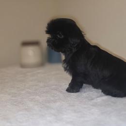 Luna - Black female Shih Tzu puppy in Kings Mountain, North Carolina from Britany's Shih Tzus