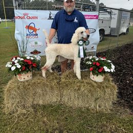 Gatsby - Poodle