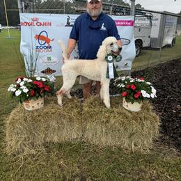 Gatsby - Poodle