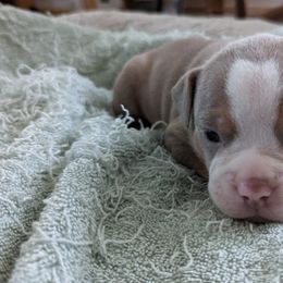 Olde English Bulldogge Puppies from Bachman Olde English Bulldogge LLC