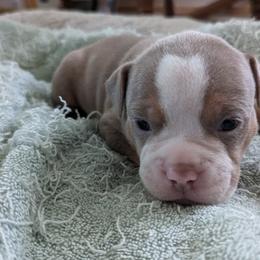 Olde English Bulldogge Puppies from Bachman Olde English Bulldogge LLC