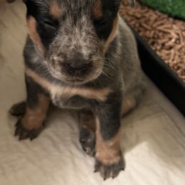 Boy 6 - Australian Cattle Dog puppy in Maryland from Hernwood Heelers & Poodles