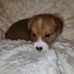 Pembroke Welsh Corgi Puppies from Tiny Titans K9