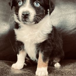 Comet - Black tri male Miniature Australian Shepherd puppy in Sulphur, Oklahoma from Barnyard Aussies