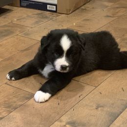 Australian Shepherd Puppies from Lil Rhody Blues Australian Shepherds