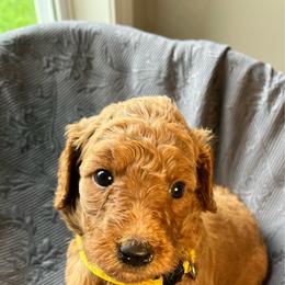 Thelma Lou - Apricot female Goldendoodle puppy in Clarksville, Tennessee from Golden Pine Designer Doodles