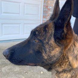Belgian Malinois, Black Russian Terriers, Dutch Shepherds, Poodles, and Rottweilers from Louisov Kennel