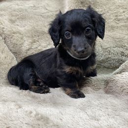 Draco (blue collar) - Black and tan male Dachshund puppy in Richmond, Virginia from Paw Prints