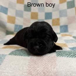 Brown boy - Black male Labrador Retriever puppy in Corning, California from Raven's Labradors