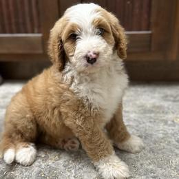 Boy 6 - Sable Bernedoodle puppy in Yatesville, Georgia from High Hopes Doodles