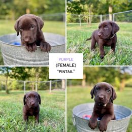 Purple (Pintail) - Chocolate female Labrador Retriever puppy in Elizabeth City, North Carolina from Duck Dog Ranch