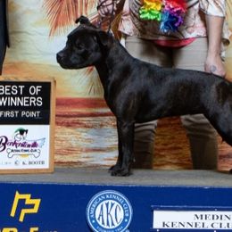 Staffordshire Bull Terrier All Grown Up from Freystaff Staffordshire Bull Terriers