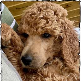 Cotton - Apricot male Poodle puppy in Greenwich, New York from MizzElle’s Standard Poodles