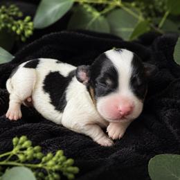 Briar - Tri-color female Cavapoo puppy in Battle Lake, Minnesota from Panda Puppies