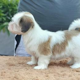 Cavachon, Cavalier King Charles Spaniel, Cavapoo, and Havanese Puppies from Peaks Pups & Cavachon Love Chocolate Cavaliers, Cavaliers, Cavachon’s, Cavapoos & Havanese