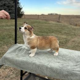Gus - Sable male Pembroke Welsh Corgi puppy in Creston, Iowa from GSF Pembroke Welsh Corgis