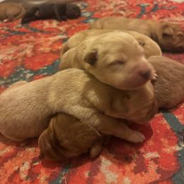 Female 2 - Yellow female Labrador Retriever puppy in Wardensville, West Virginia from Sager’s Labrador Puppies