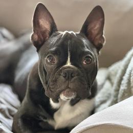Kenai - Black and white male Boston Terrier puppy in Edgewater, Florida from Homegrown Frenchtons