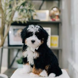 Teddy - Tri-color male Bernedoodle puppy in Murray, Utah from Sun Valley Doodles