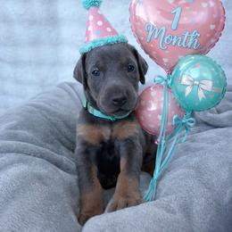 Leilani - Blue and rust female Doberman Pinscher puppy in Brookfield, Wisconsin from Haus of Hound