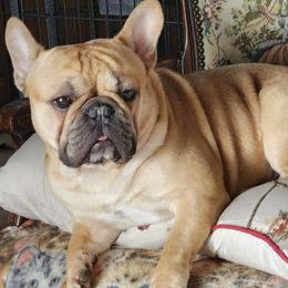 Chihuahuas and French Bulldogs from Dakota Creek