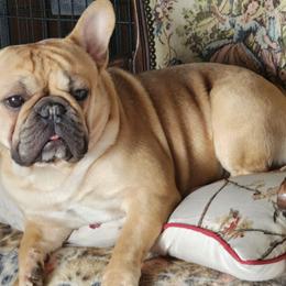 Chihuahuas and French Bulldogs from Dakota Creek
