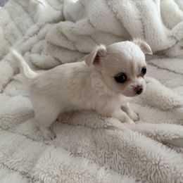 Chihuahua Puppies from Dreamy Divine Chihuahuas