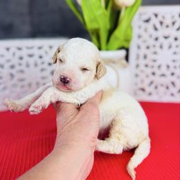 Chocolate Chip - Parti male Pyredoodle puppy in Bowling Green, Ohio from FDF Pyredoodles & Bernedoodles