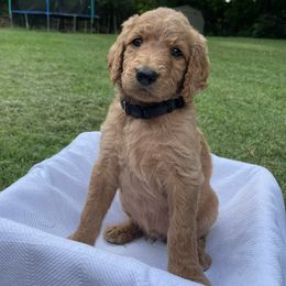 Goldendoodles from Sagers Doodles