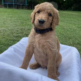 Goldendoodles from Sagers Doodles