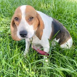 Moon - Beagle