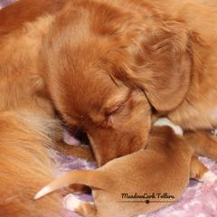 Nova Scotia Duck Tolling Retriever Puppies from Meadowlark Tollers