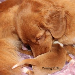 Nova Scotia Duck Tolling Retriever Puppies from Meadowlark Tollers