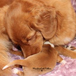 Nova Scotia Duck Tolling Retriever Puppies from Meadowlark Tollers