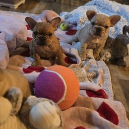 French Bulldog Puppies from OTF Frenchies