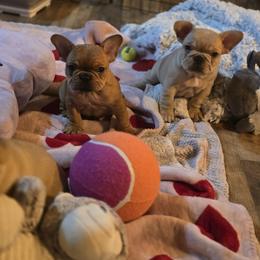 French Bulldog Puppies from OTF Frenchies