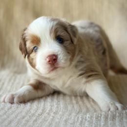 Jace - Red merle male Miniature Australian Shepherd puppy in Wesley Chapel, Florida from August Oaks Aussies