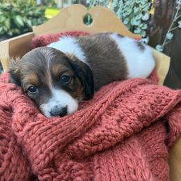 Beethoven - Piebald male Dachshund puppy in Chillicothe, Ohio from Brittney's Doxie Den