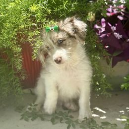 Red Man - Red merle male Aussiedoodle puppy in Eastman, Georgia from Dood B Ranch