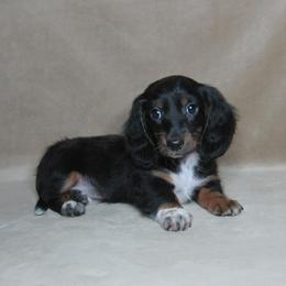 Scout - Black and tan male Dachshund puppy in Pana, Illinois from Doxie Waggin Tails