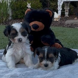Biewer Terrier puppies from Precious Jewels Biewer Terriers