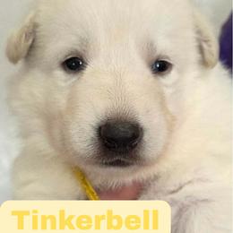 Girl 1 - White female German Shepherd puppy in Tonopah, Nevada from Mercy's White Shepherds