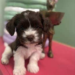 Cypress - Chocolate male Havanese puppy in Bloomington, Illinois from Estelle's Havanese