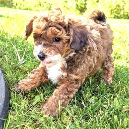 Aussiedoodle Puppies from Paisleys Doodles AK