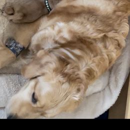 Golden Retriever puppies from Assurance Golden Retrievers
